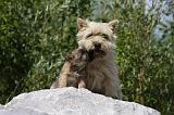 CAIRN TERRIER 445